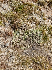 Riccia nigrella