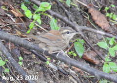 Urosphena squameiceps