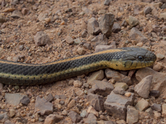 Thamnophis atratus