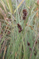Carex pachystachya