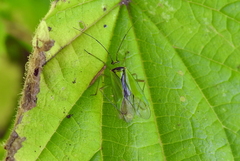 Calocoris alpestris