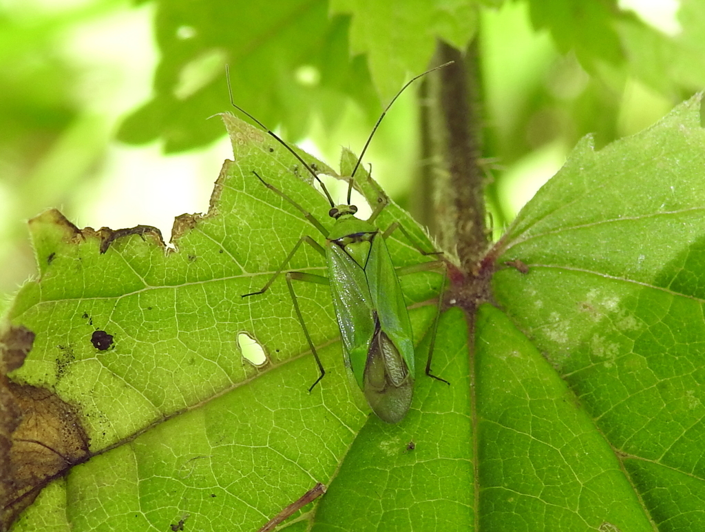 Calocoris alpestris