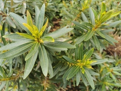 Xanthostemon verticillatus