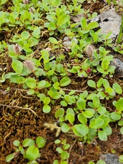 Salix stolonifera