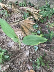 Alpinia galanga