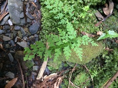 Asplenium anogrammoides