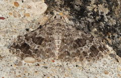 Alucita montana