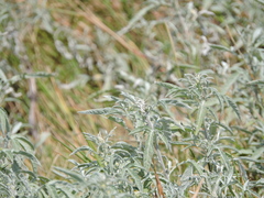 Ambrosia grayi