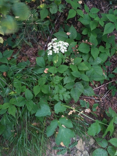 Image of Heracleum Carpaticum (Heracleum carpaticum) by (c) Igor Balashov, some rights reserved (CC BY)