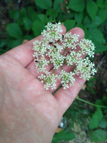 Image of Heracleum Carpaticum (Heracleum carpaticum) by (c) Igor Balashov, some rights reserved (CC BY)