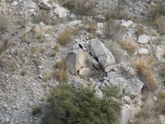 Otospermophilus variegatus couchii