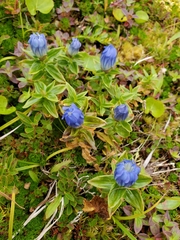 Gentiana platypetala