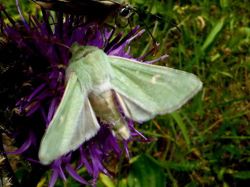 Genus Calamia · iNaturalist