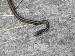 Xenochrophis vittatus