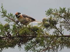 Aegithalos concinnus