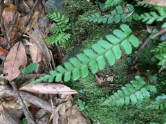 Microlepia