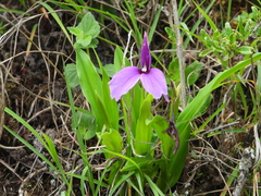 Roscoea