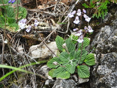 Corallodiscus lanuginosus