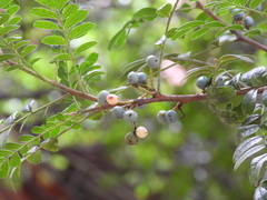 Pistacia weinmanniifolia