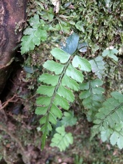 Deparia petersenii