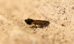 Anacampsis