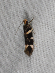 Macrobathra ceraunobola