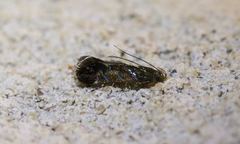 Strobisia proserpinella