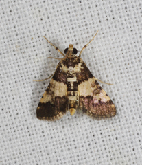 Nacoleia mesochlora