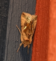 Autographa metallica