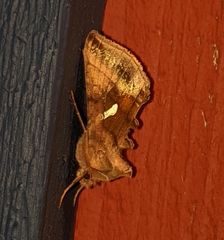Autographa metallica