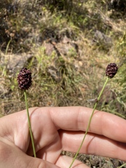 Sanguisorba officinalis