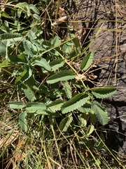 Sanguisorba officinalis