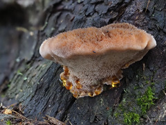 Postia pelliculosa
