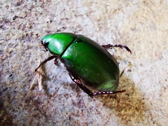 Anomala russiventris