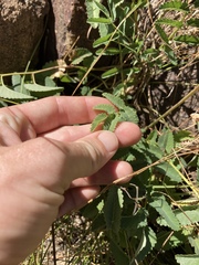 Sanguisorba officinalis
