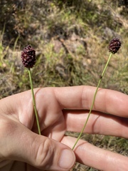 Sanguisorba officinalis