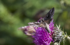 Syngrapha interrogationis