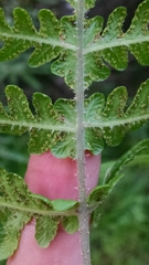 Phegopteris