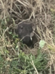 Thomomys
