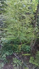 Equisetum sylvaticum