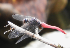 Orthetrum chrysis