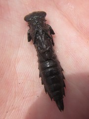 Austroaeschna unicornis