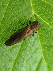 Agrilus cuprescens