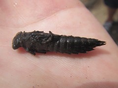 Austroaeschna unicornis