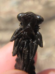 Austroaeschna unicornis