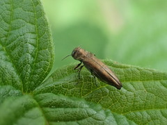 Agrilus cuprescens