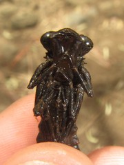 Austroaeschna unicornis