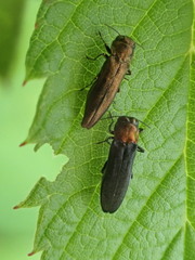 Agrilus cuprescens
