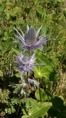 Eryngium alpinum