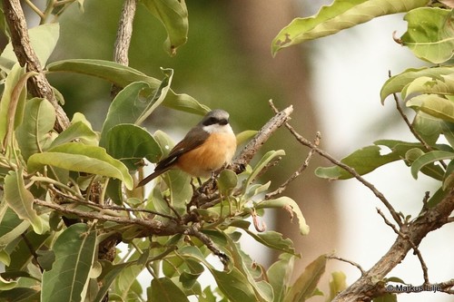 Emin's Shrike